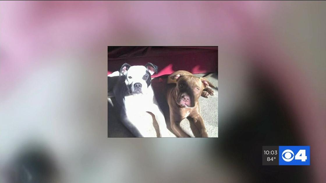 St. Louis County reaches $750,000 settlement after woman's dog was fatally shot in SWAT raid 