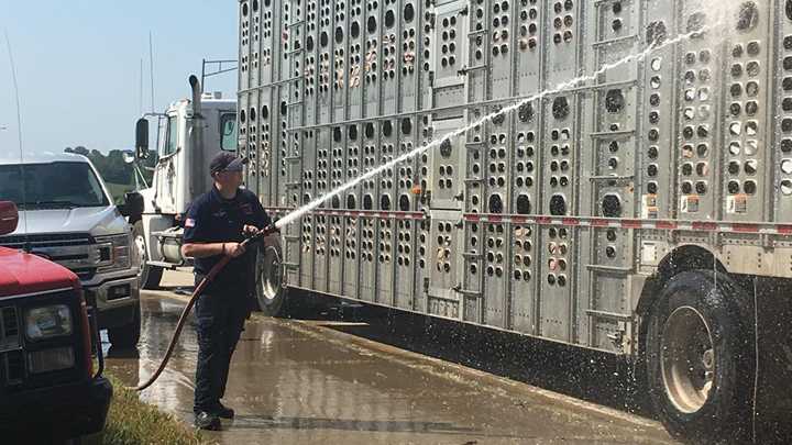 Lexington authorities 'saved the bacon' after pig transport breaks in heat    